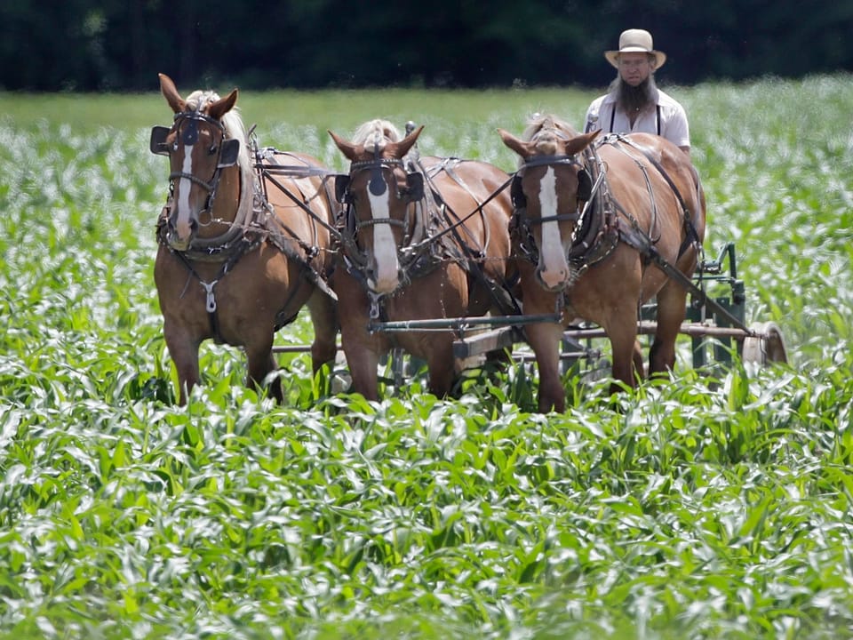 The Amish Fitness Plan.