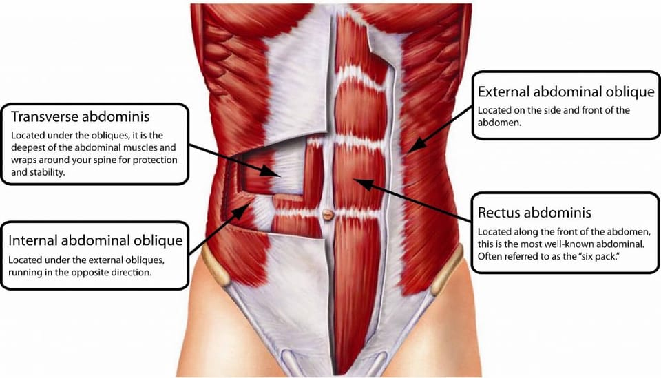 In Praise of Unheralded Muscles: The Transverse Abdominis.